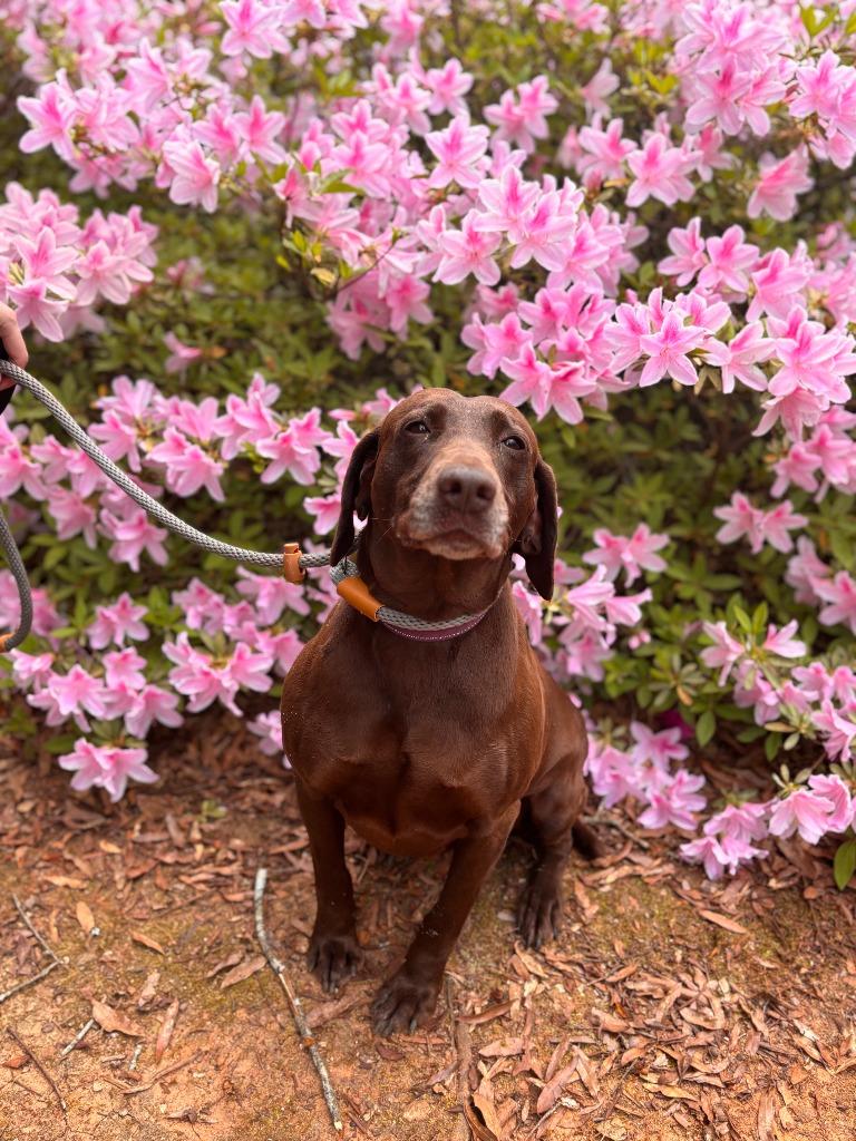Enlarge Truffle, a Adoptable German Shorthaired Pointer in Madison, GA image 2/2