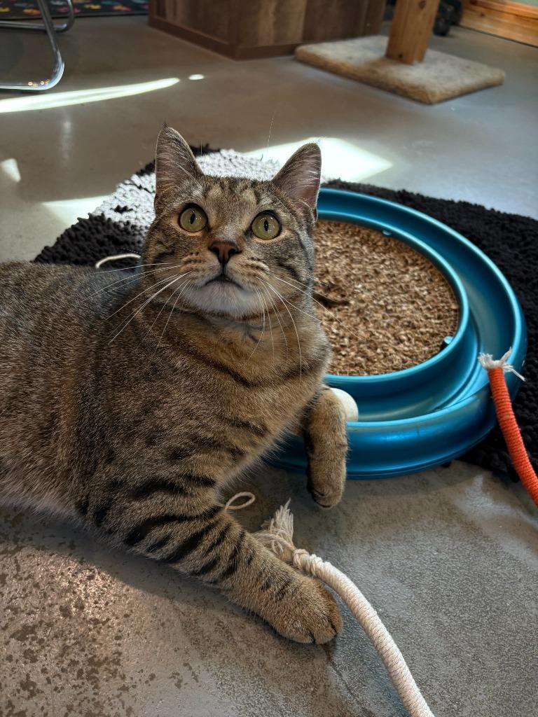 Enlarge Chunk ICC-454-25, a Adoptable mixed breed in Coupeville, WA image 1/6