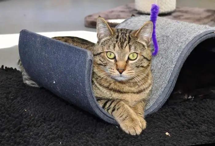 Enlarge Chunk ICC-454-25, a Adoptable mixed breed in Coupeville, WA image 2/6