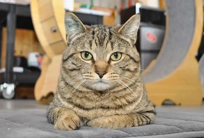 Enlarge Chunk ICC-454-25, a Adoptable mixed breed in Coupeville, WA image 3/6