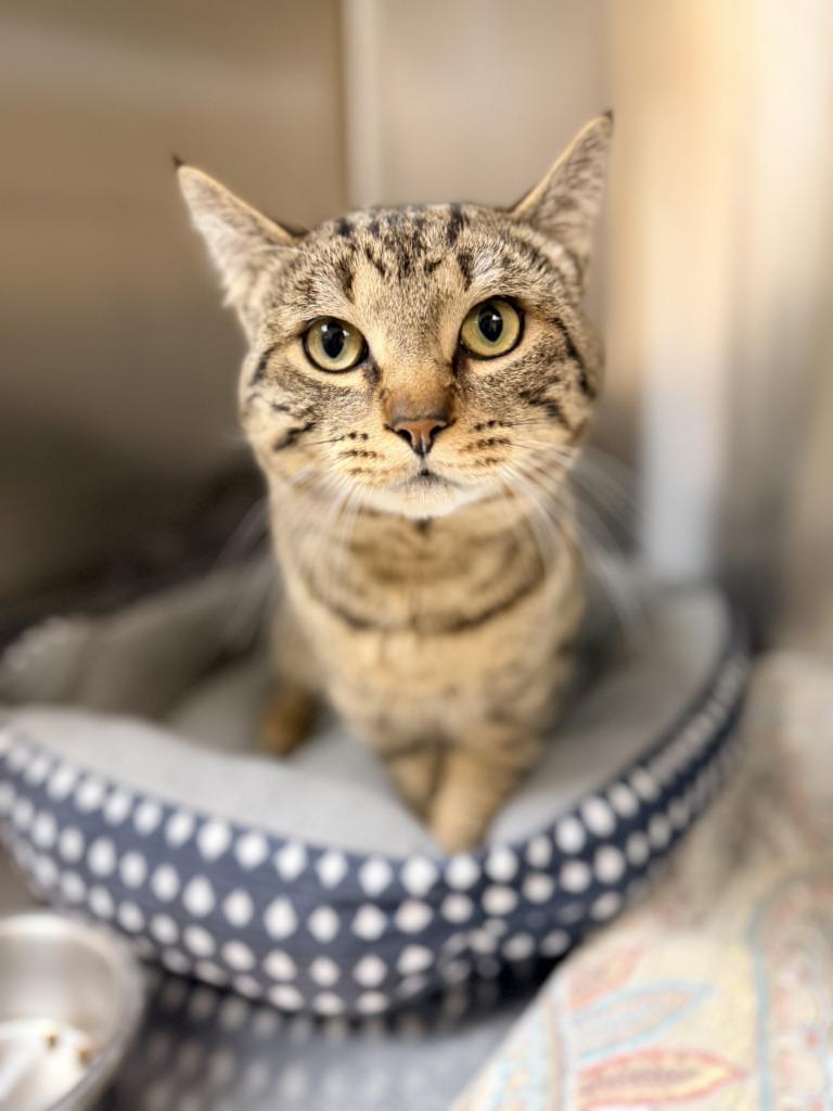 Enlarge Chunk ICC-454-25, a Adoptable mixed breed in Coupeville, WA image 4/6