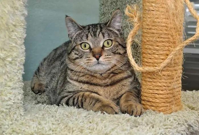 Enlarge Chunk ICC-454-25, a Adoptable mixed breed in Coupeville, WA image 5/6