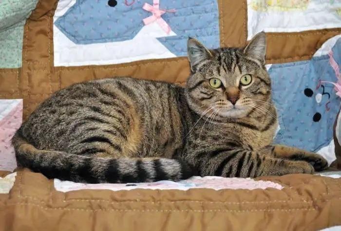 Enlarge Chunk ICC-454-25, a Adoptable mixed breed in Coupeville, WA image 6/6