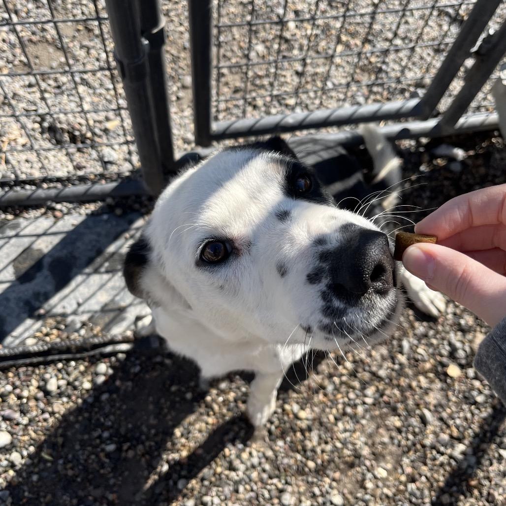 Enlarge Burton Guster "Gus", a Adoptable mixed breed in Rexburg, ID image 1/6