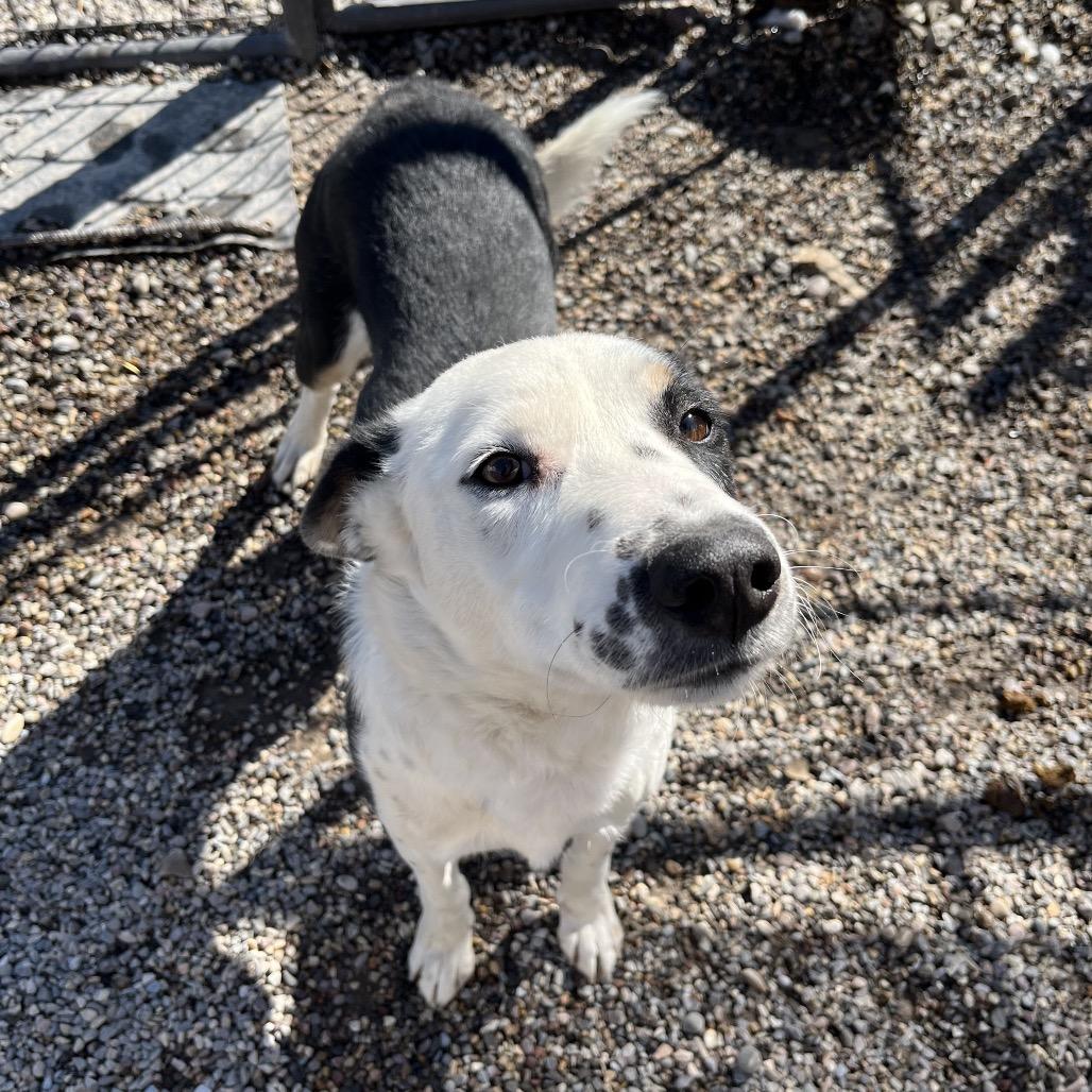 Enlarge Burton Guster "Gus", a Adoptable mixed breed in Rexburg, ID image 3/6