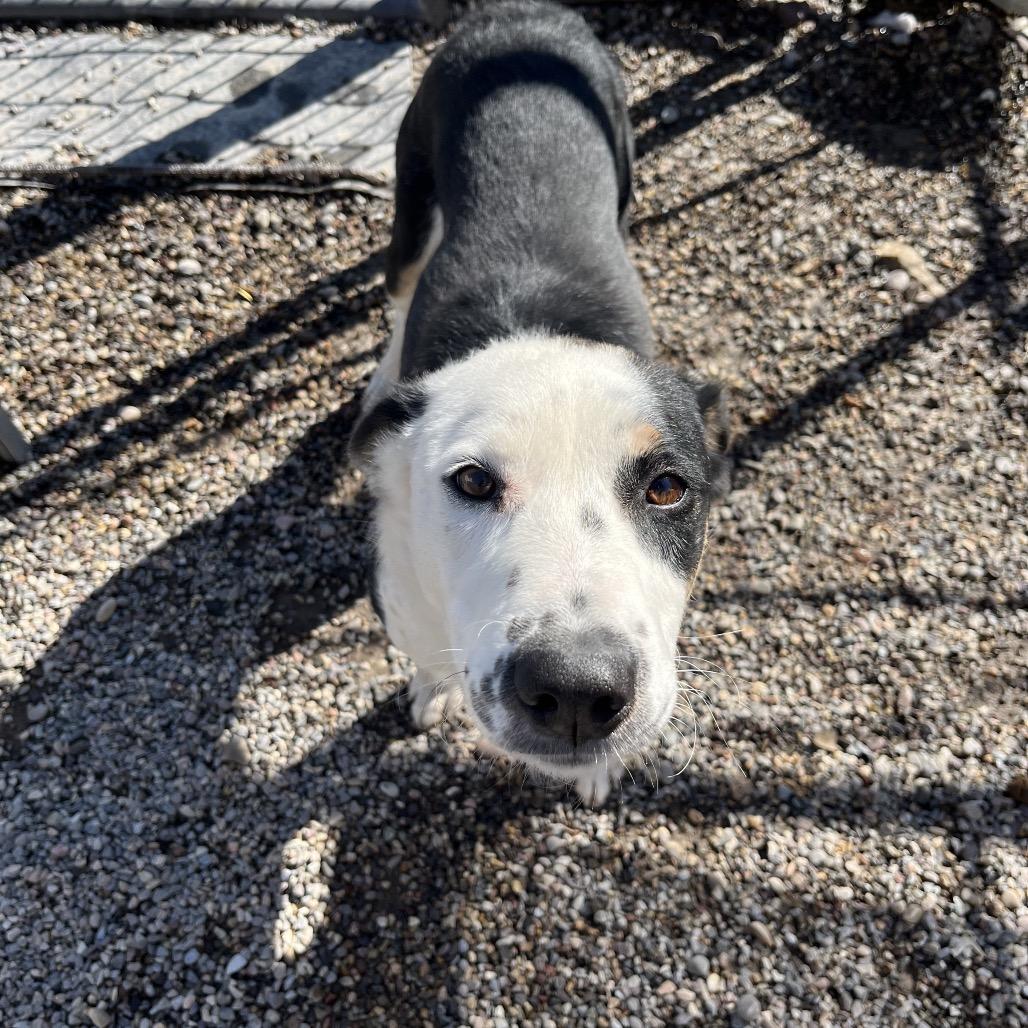 Enlarge Burton Guster "Gus", a Adoptable mixed breed in Rexburg, ID image 4/6
