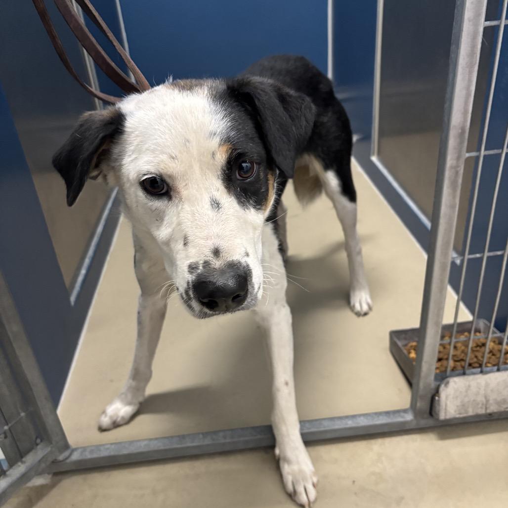 Enlarge Burton Guster "Gus", a Adoptable mixed breed in Rexburg, ID image 5/6