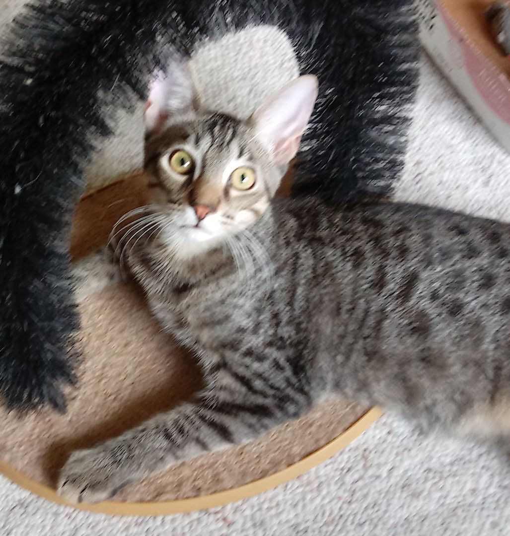 SALVADORE, a Adoptable mixed breed in Crystal River, FL image 5/6