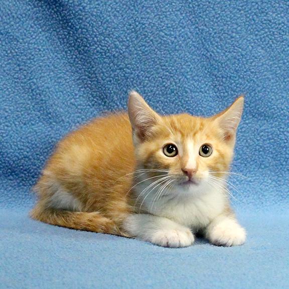 Enlarge Rusty, a Adoptable Domestic Short Hair in Overland Park, KS image 1/2