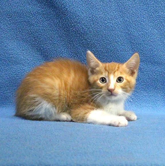 Enlarge Rusty, a Adoptable Domestic Short Hair in Overland Park, KS image 2/2