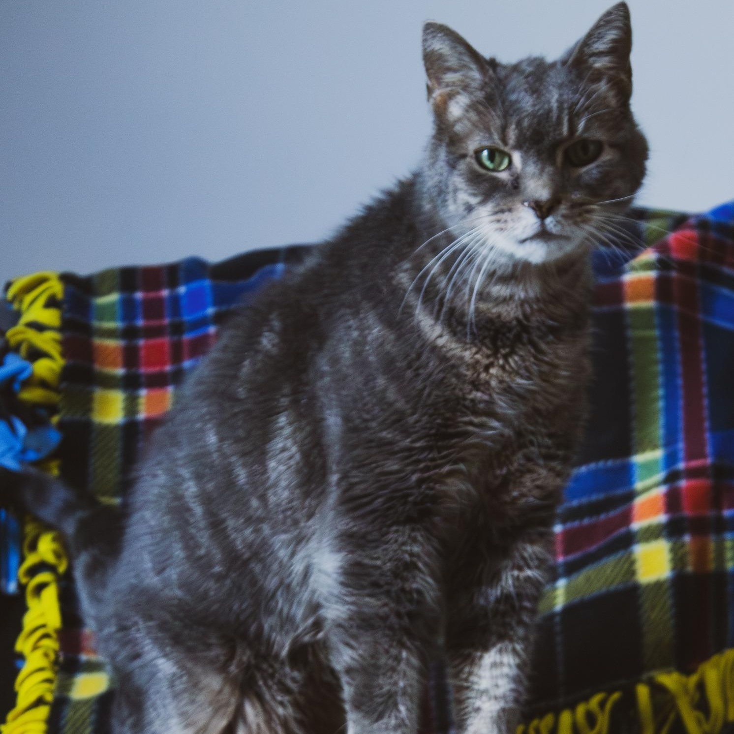 Enlarge Buckeye- Senior Cat SPONSORED!, a Adoptable Domestic Short Hair in Archbold , OH image 1/2