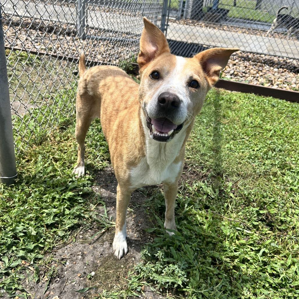 Faye, Adoptable, Adult Female Terrier & Mixed Breed.
