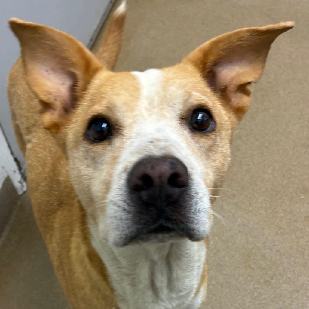 Enlarge Faye, a Adoptable mixed breed in Corpus Christi, TX image 2/6