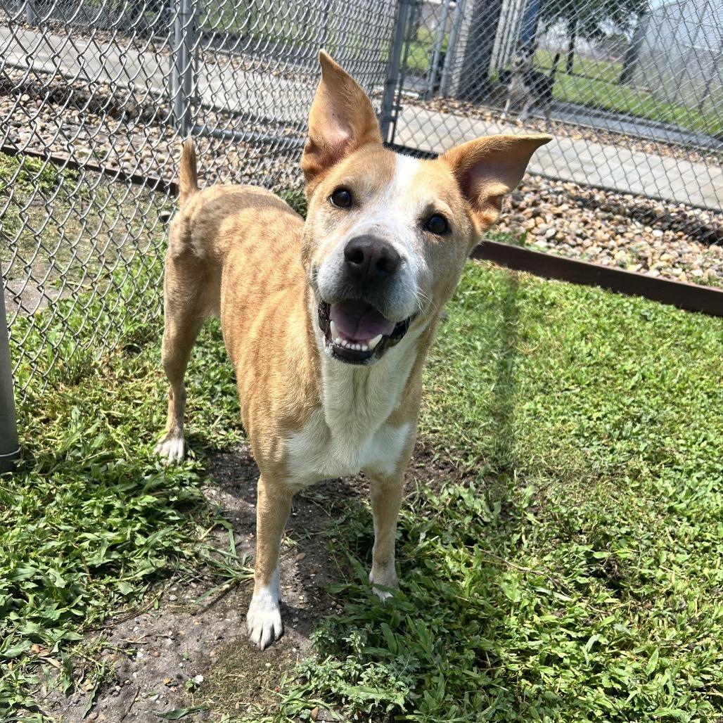 Enlarge Faye, a Adoptable mixed breed in Corpus Christi, TX image 3/6