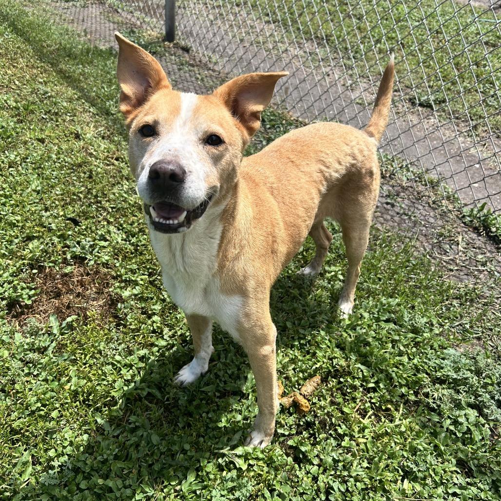 Enlarge Faye, a Adoptable mixed breed in Corpus Christi, TX image 4/6