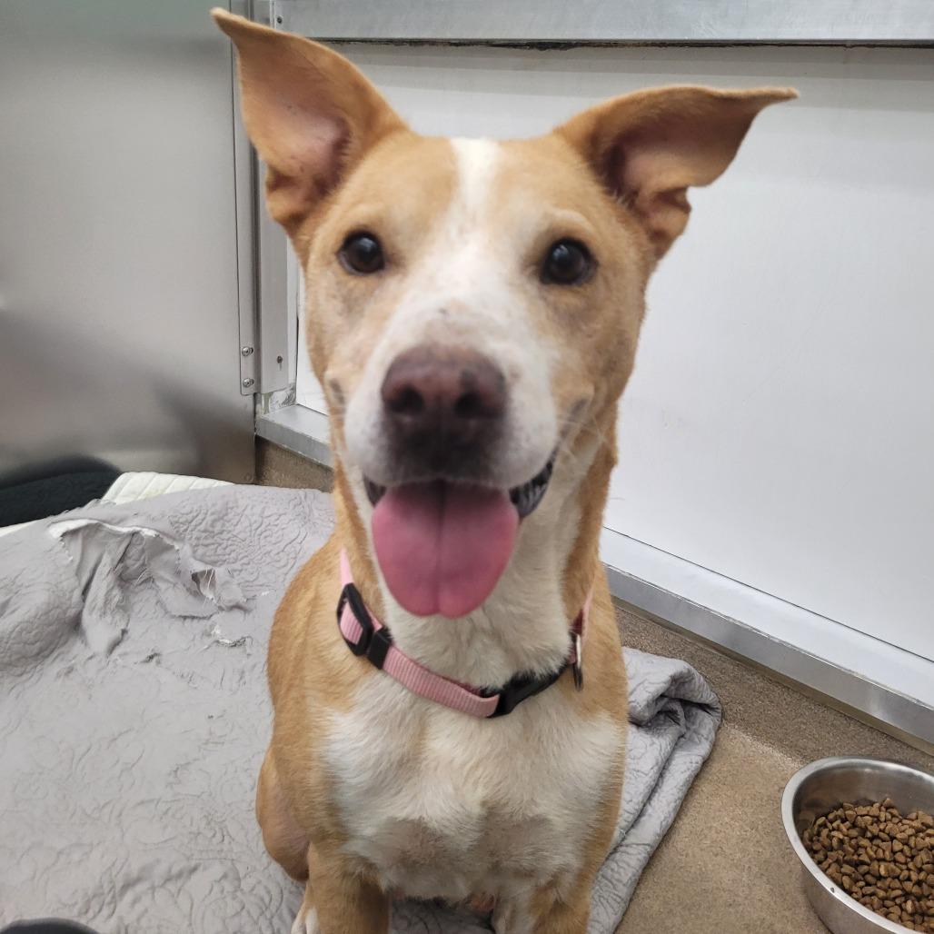Enlarge Faye, a Adoptable mixed breed in Corpus Christi, TX image 5/6