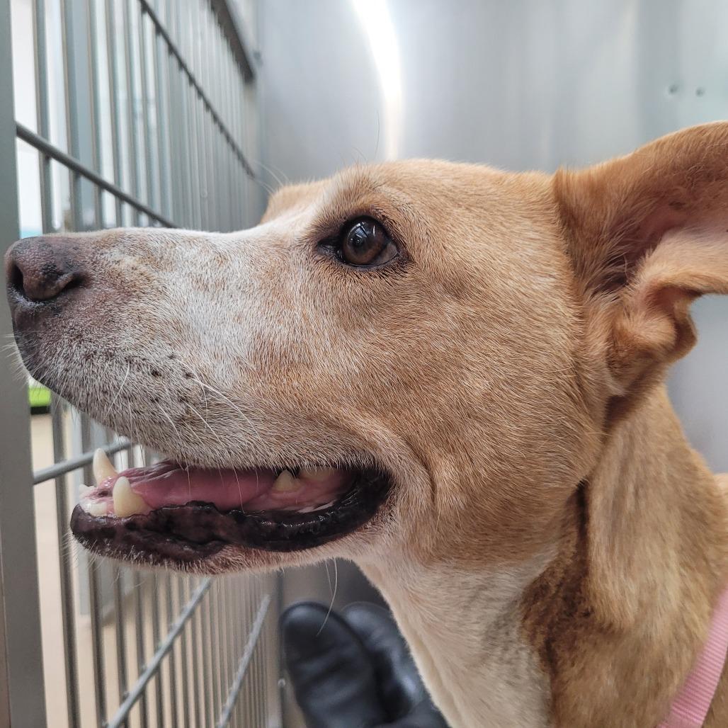Enlarge Faye, a Adoptable mixed breed in Corpus Christi, TX image 6/6