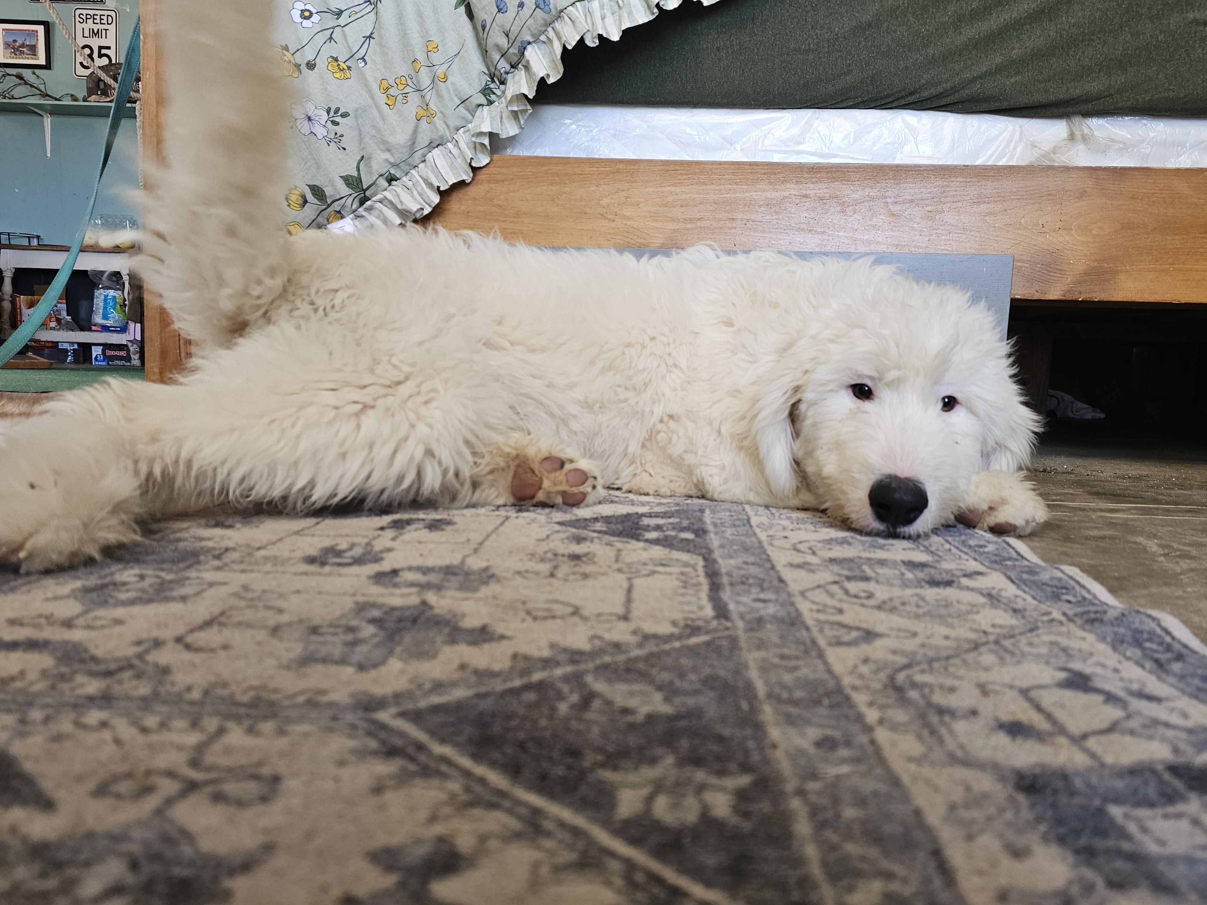 Yeti, ADOPTABLE, Young Male Poodle & Great Pyrenees.