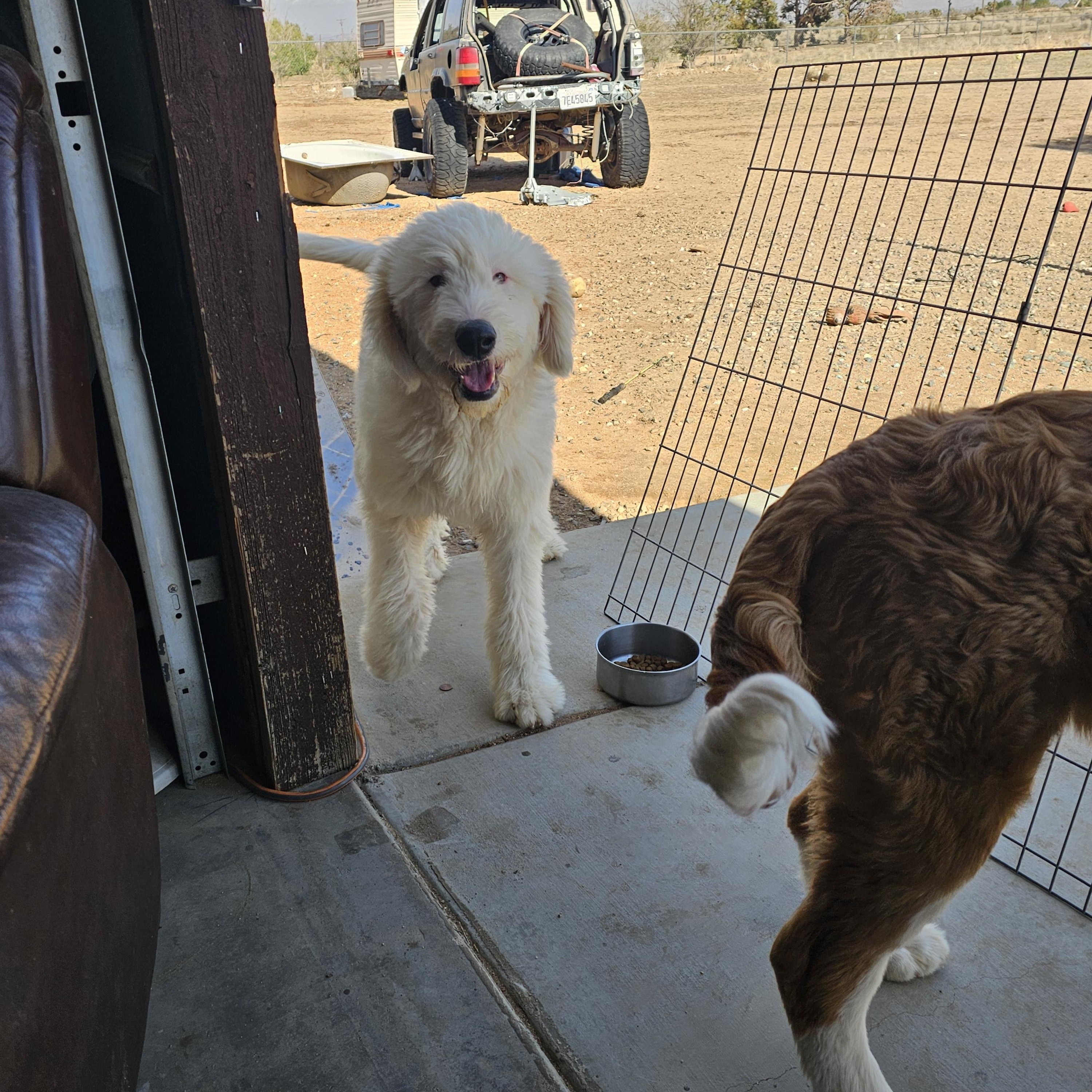 Enlarge Yeti, a ADOPTABLE mixed breed in Phelan, CA image 3/3