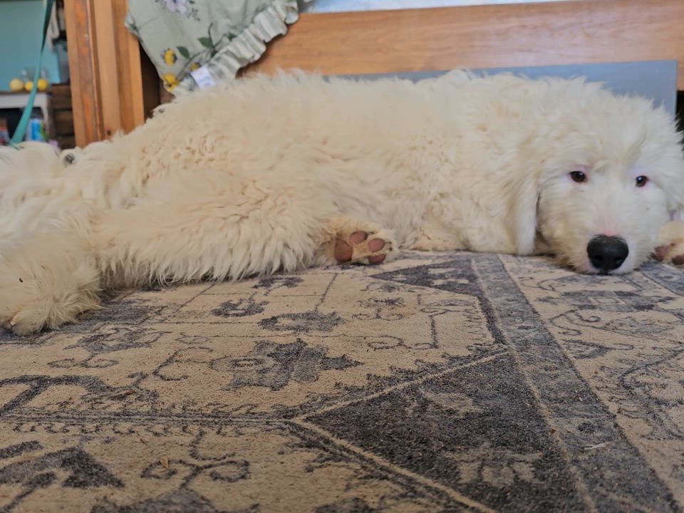 Enlarge Yeti, a ADOPTABLE mixed breed in Phelan, CA video 2/3