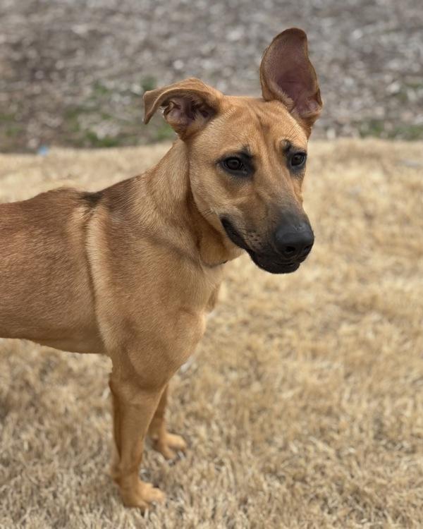 Enlarge Lele, a Adoptable mixed breed in Canton, GA image 1/1