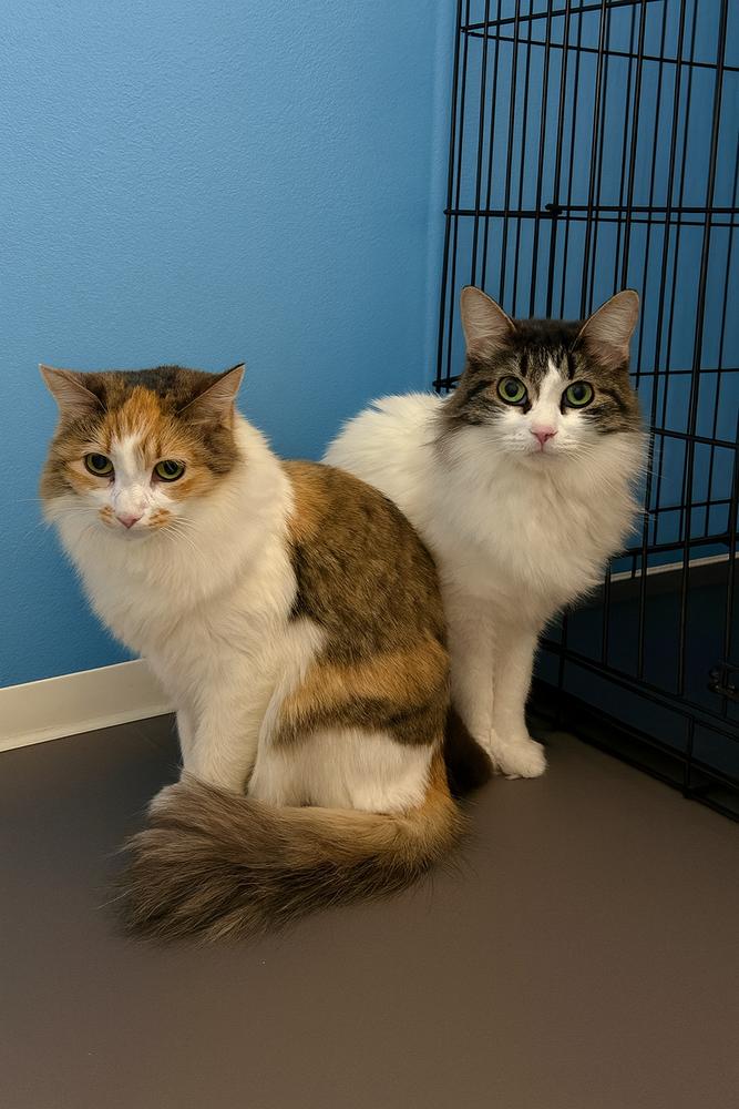 Maple, Adoptable, Kitten Female Domestic Medium Hair.