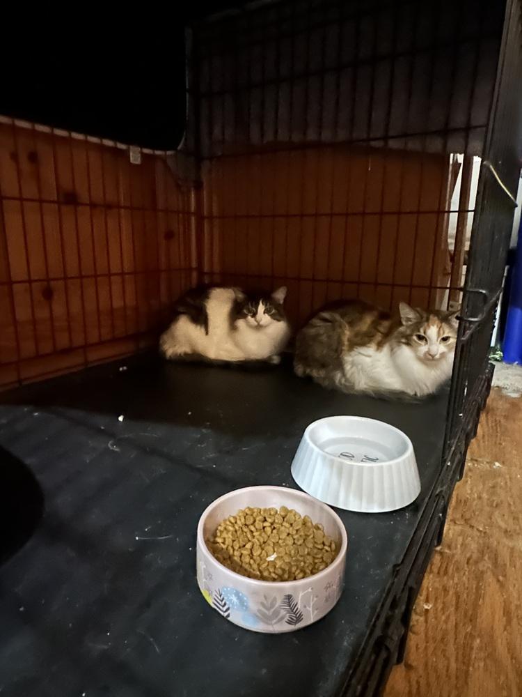 Enlarge Maple, a Adoptable mixed breed in Carrollton, VA image 3/3