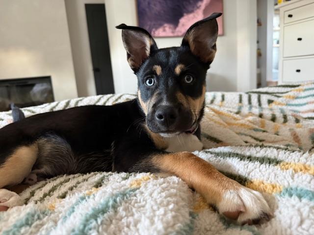 Enlarge ROCCO, a Adoptable mixed breed in Santa Cruz, CA image 1/1