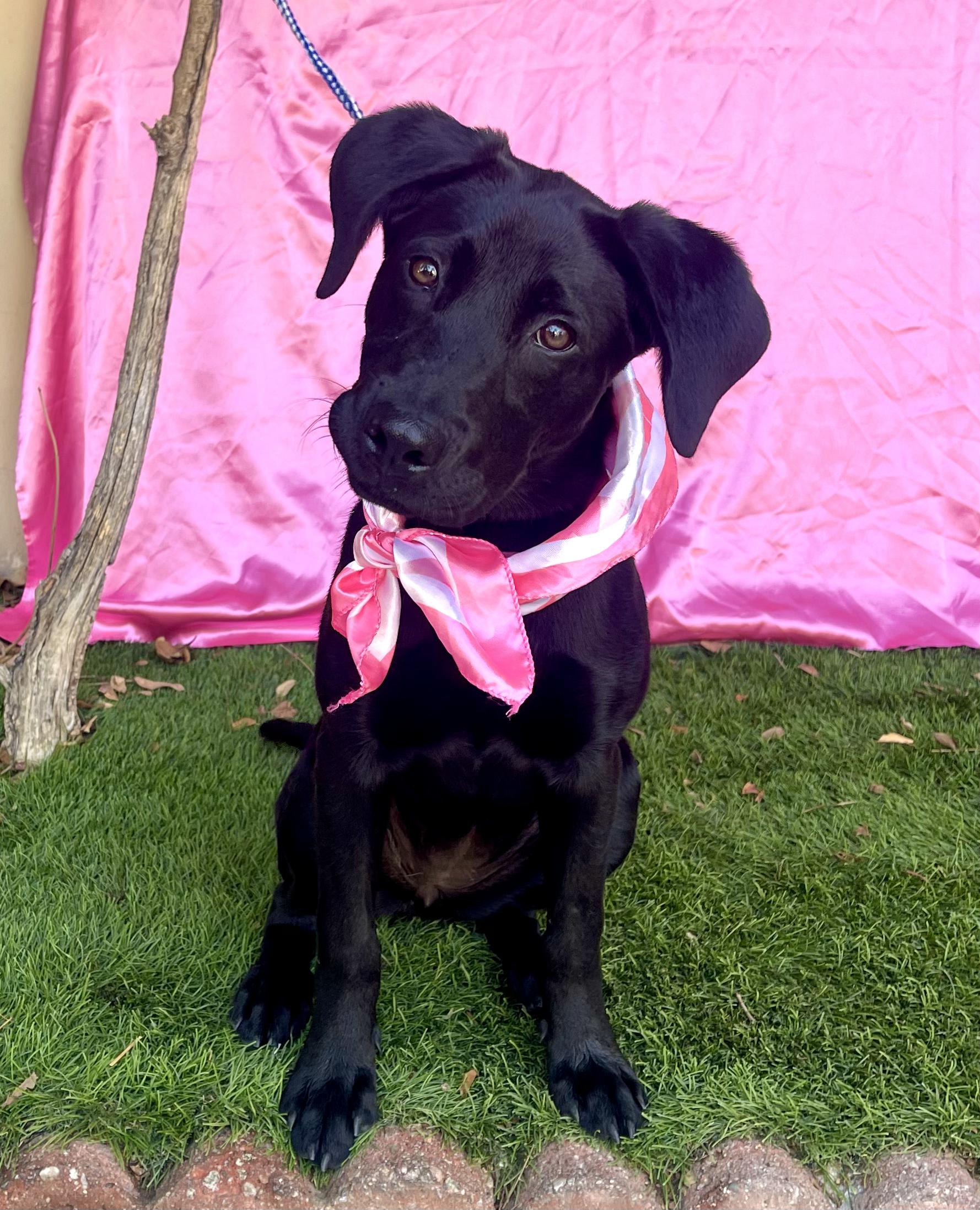 Enlarge DUCHESS, a Adopted mixed breed in Rowland Heights, CA image 4/4