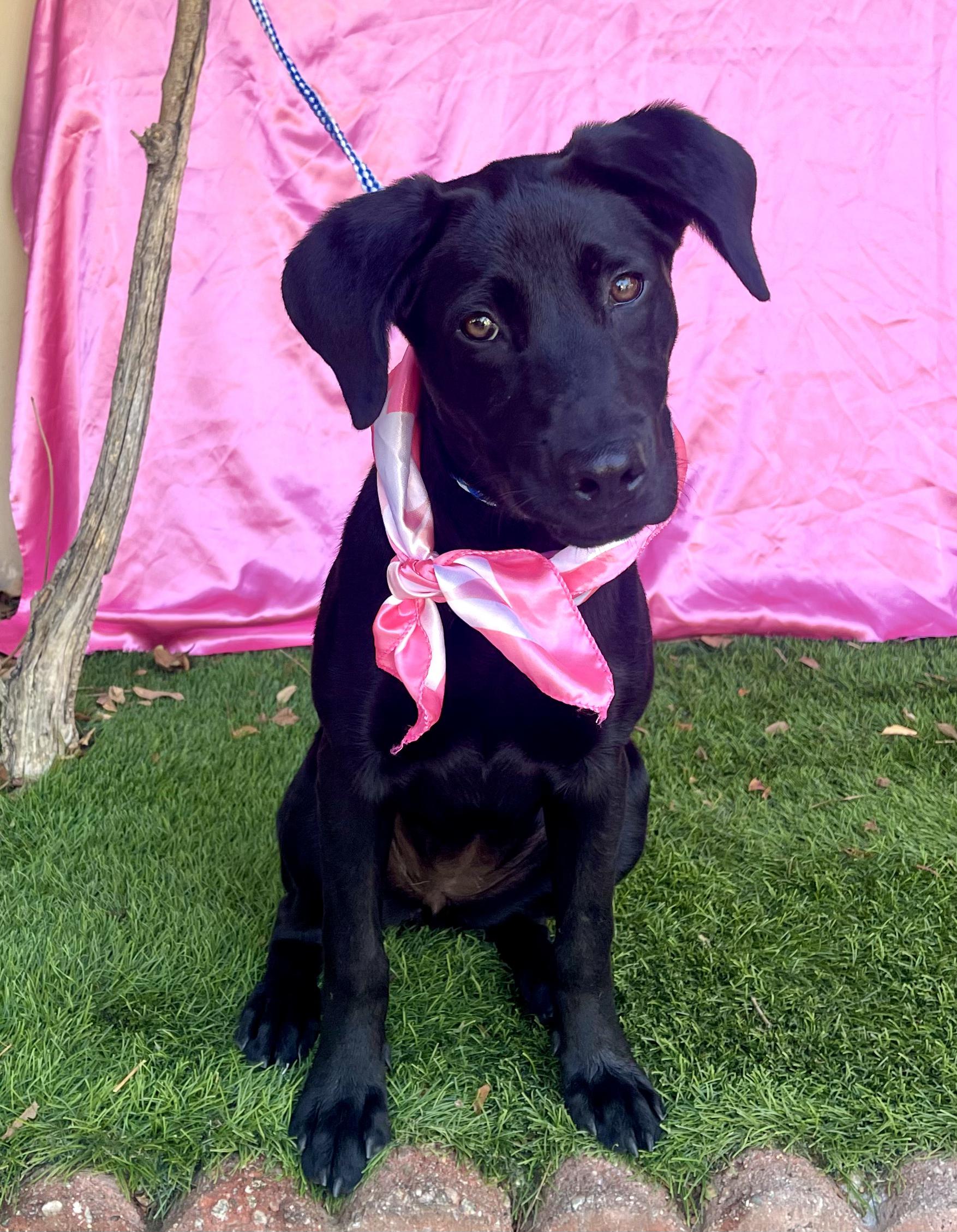 Enlarge DUCHESS, a Adopted mixed breed in Rowland Heights, CA image 1/4