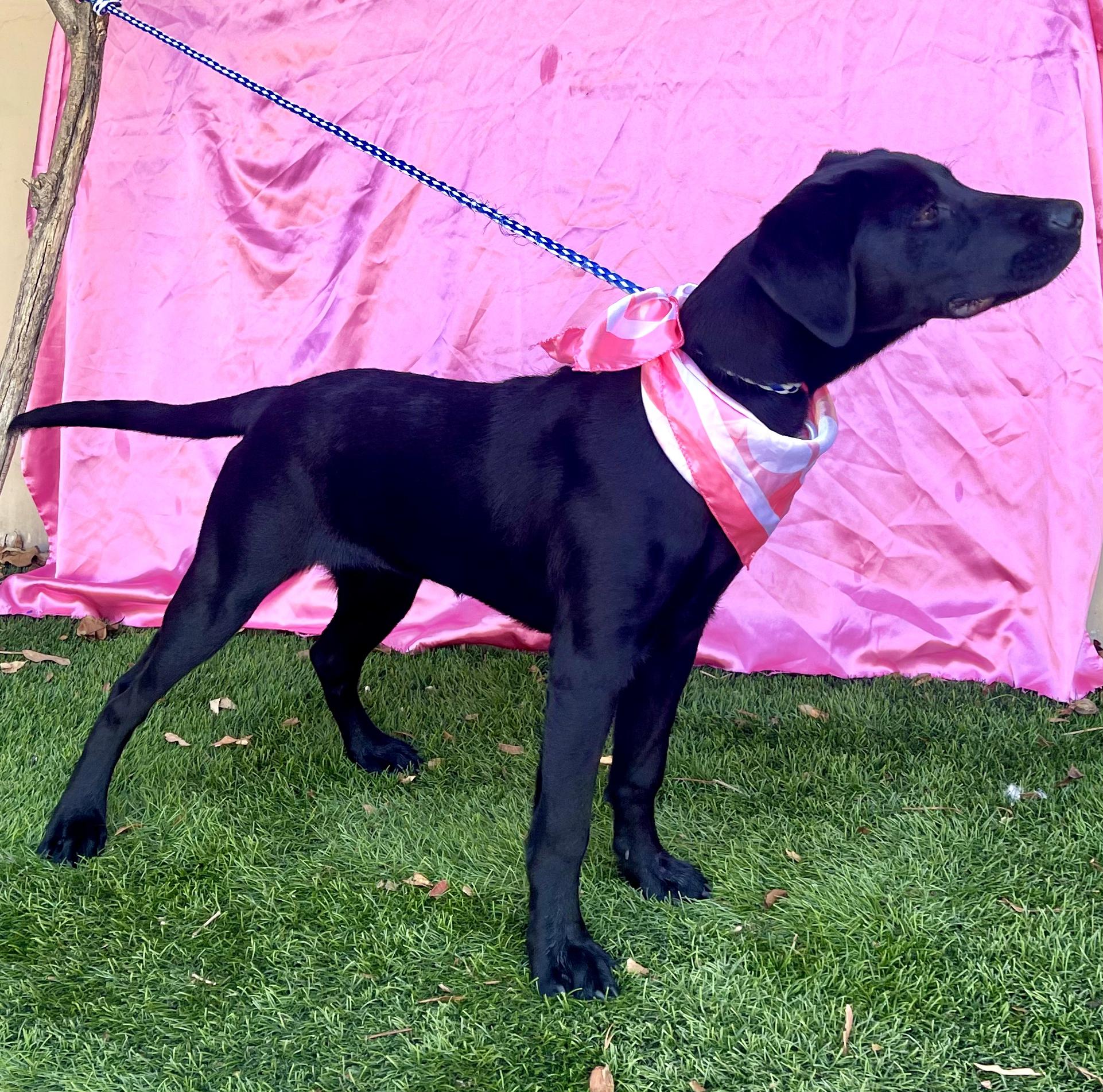 Enlarge DUCHESS, a Adopted mixed breed in Rowland Heights, CA image 2/4