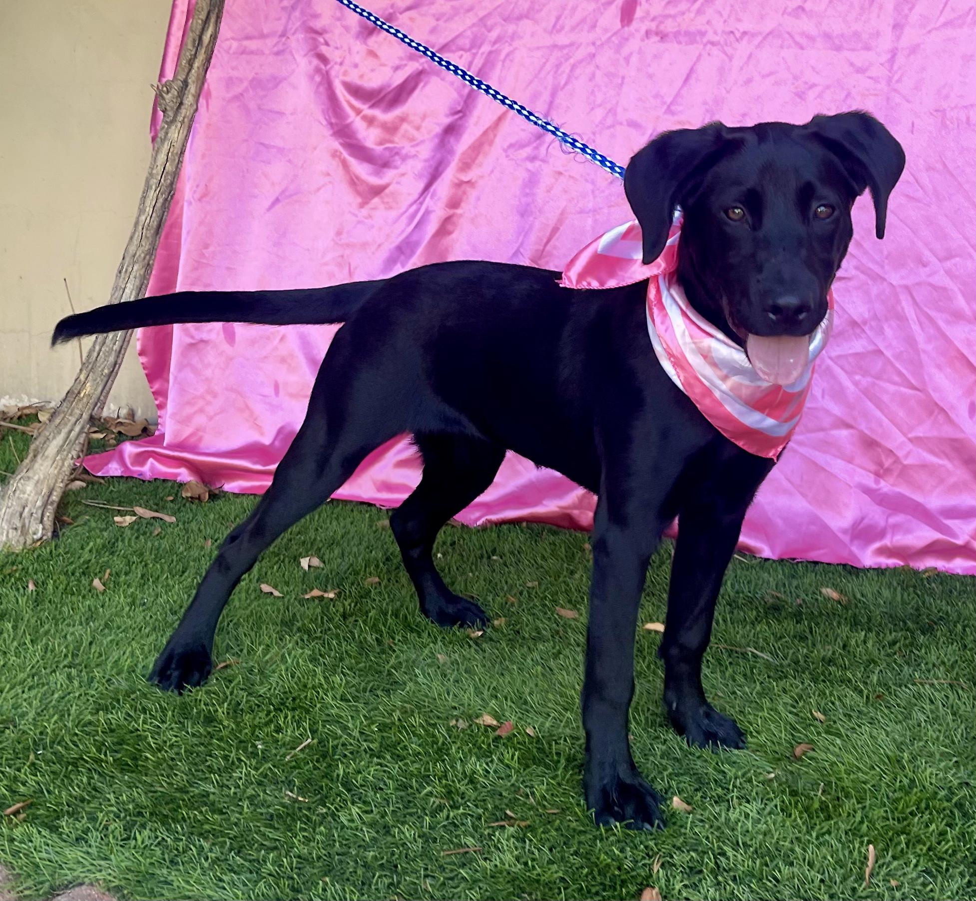 Enlarge DUCHESS, a Adopted mixed breed in Rowland Heights, CA image 3/4