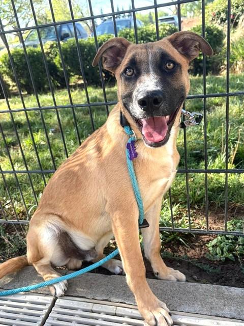 AXEL, Adoptable, Young Male German Shepherd Dog & Mixed Breed.