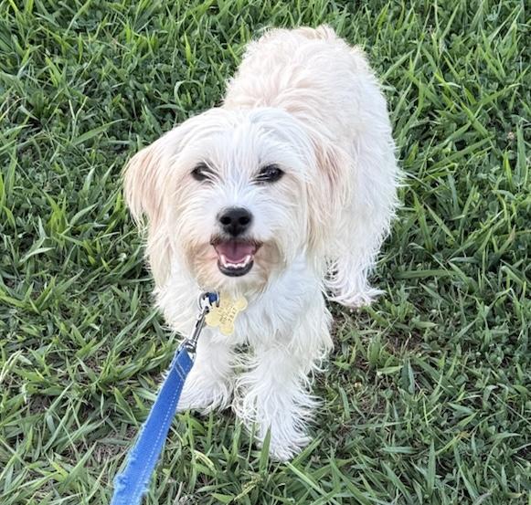 Enlarge RORY, a Adoptable mixed breed in Santa Monica, CA image 2/3