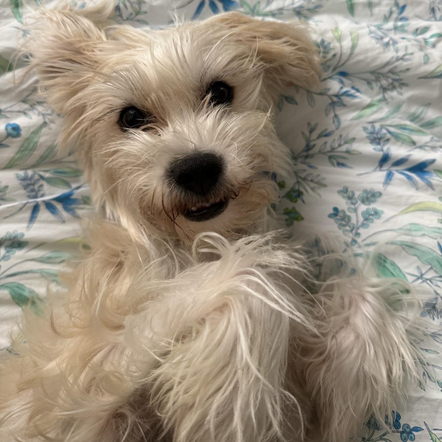 Enlarge RORY, a Adoptable mixed breed in Santa Monica, CA image 3/3