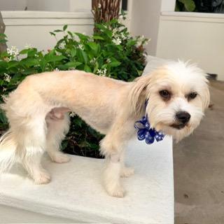 RORY, a ADOPTABLE mixed breed in Santa Monica, CA image 2/3