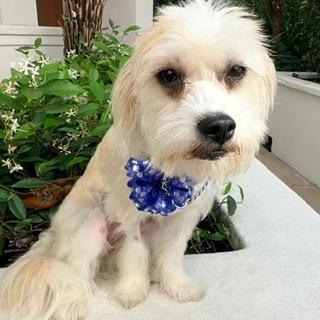 RORY, ADOPTABLE, Young Male Maltese & Terrier.