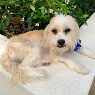 RORY, a ADOPTABLE mixed breed in Santa Monica, CA image 3/3