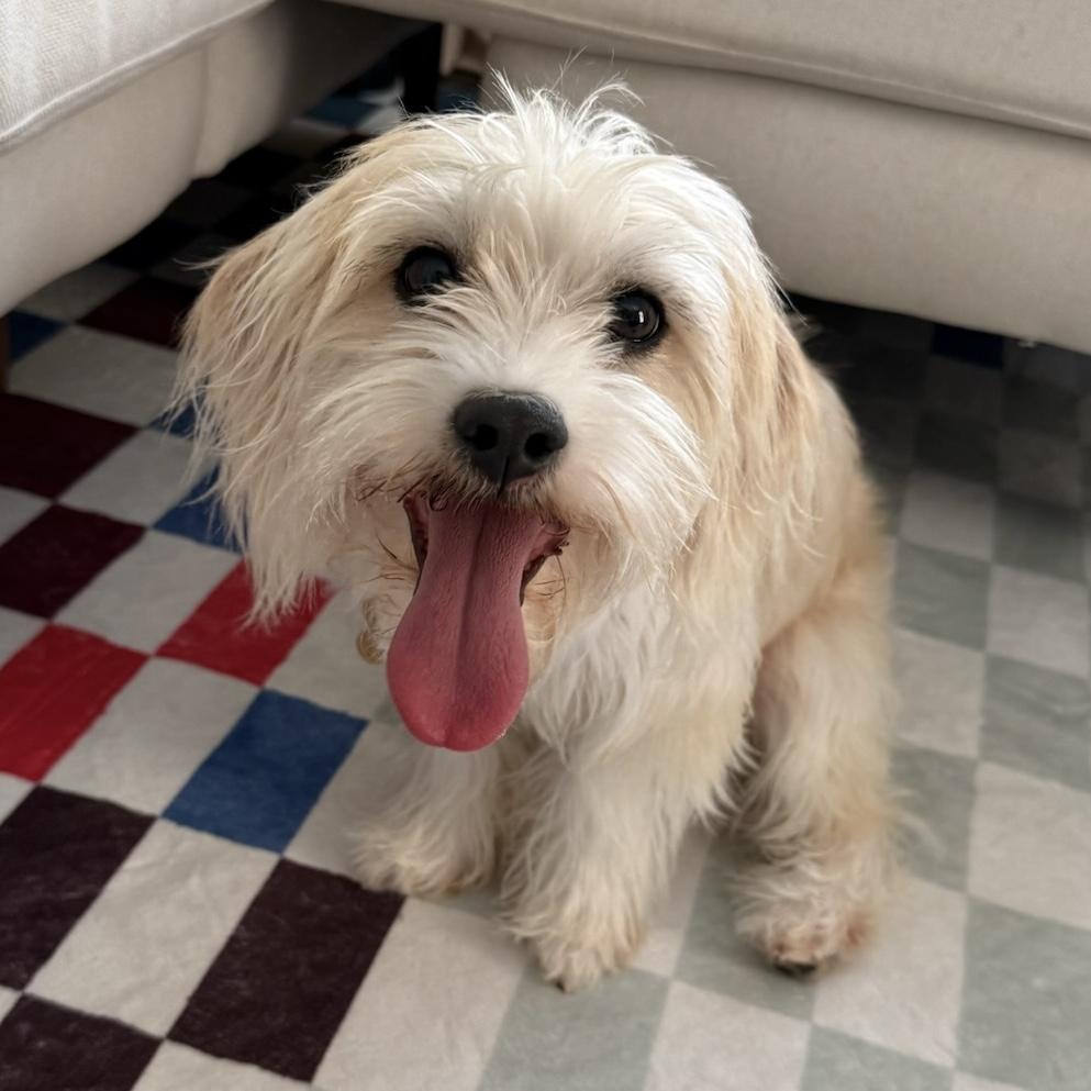 RORY, Adoptable, Young Male Maltese & Terrier.