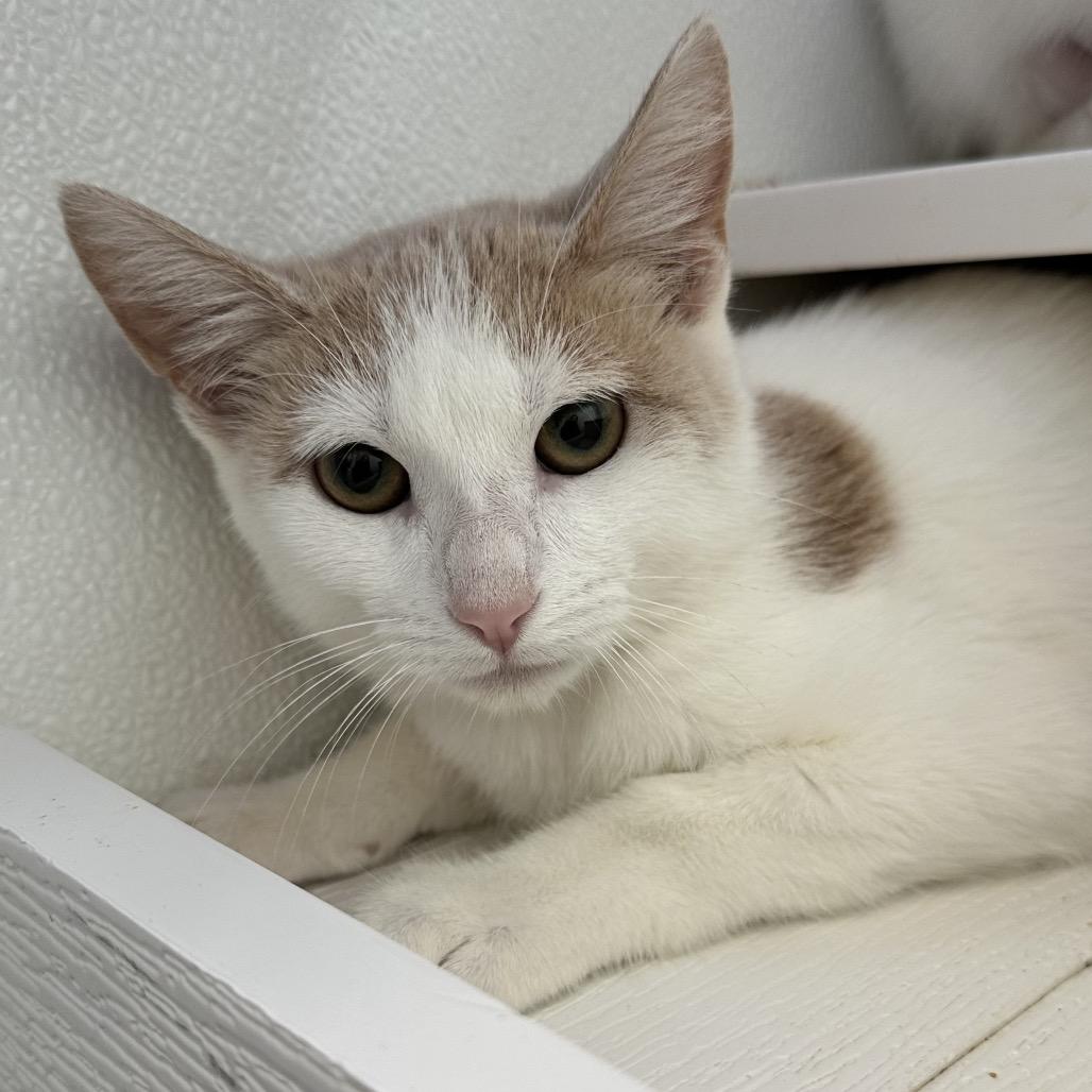 Nox C3, Adoptable, Kitten Male Domestic Medium Hair & Manx.