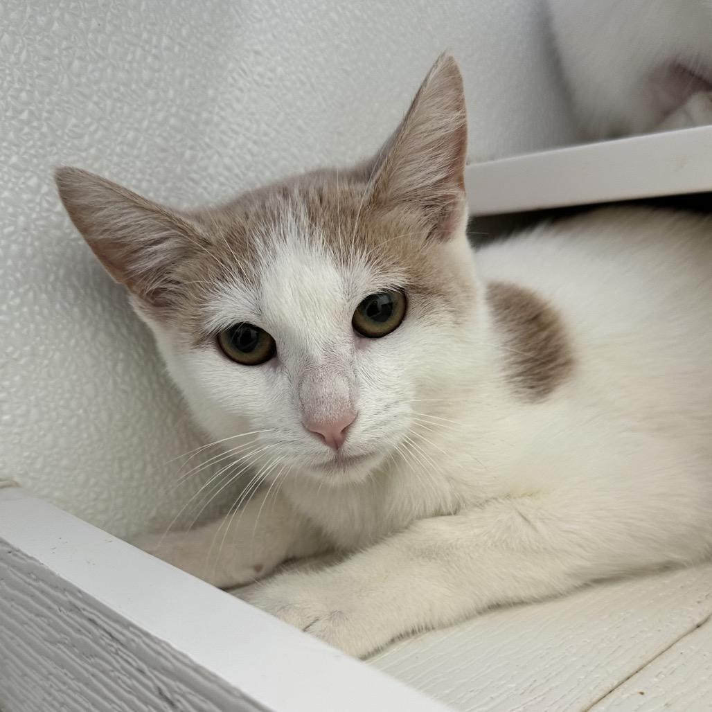 Enlarge Nox C3, a Adoptable mixed breed in Union, MO image 2/2
