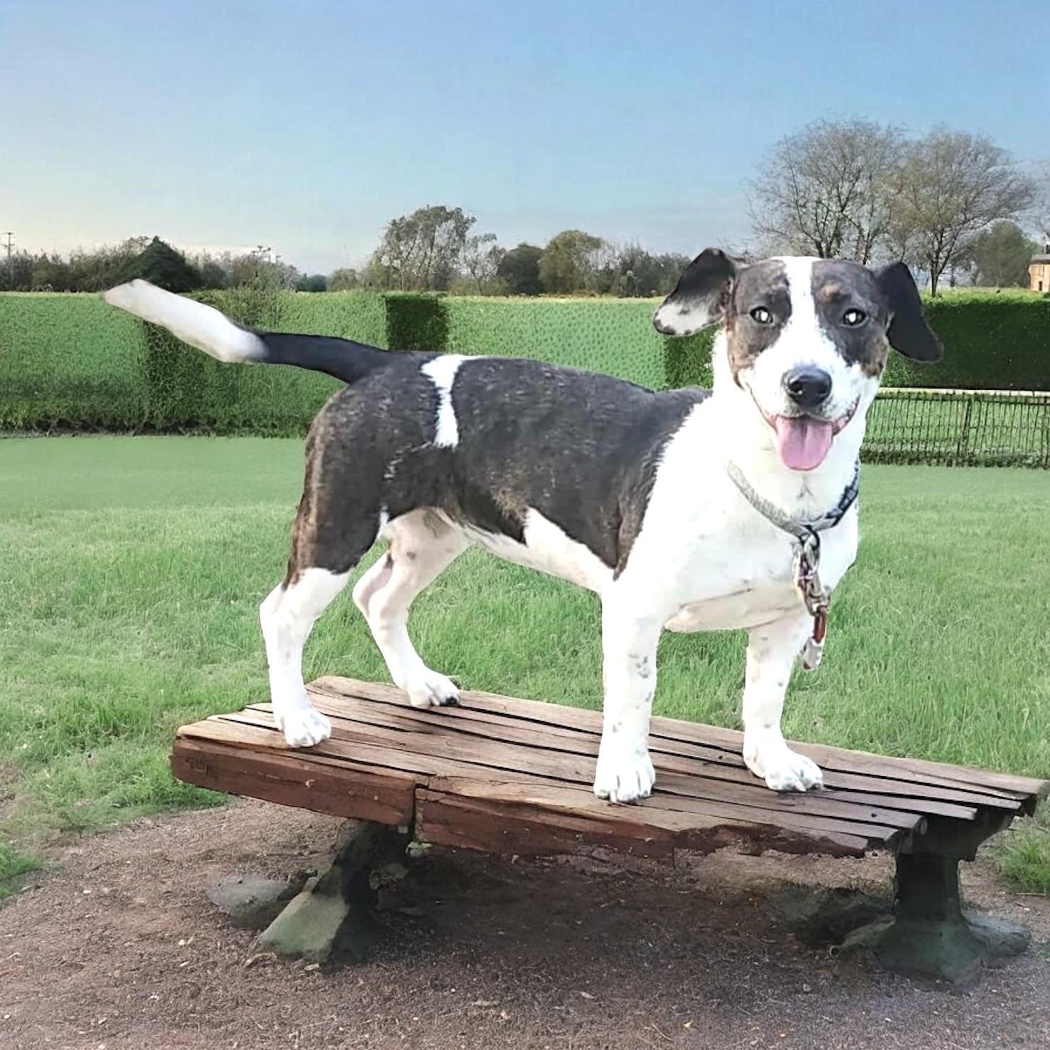 Dog for adoption - Missy, a Jack Russell Terrier &amp; Dachshund Mix in ...