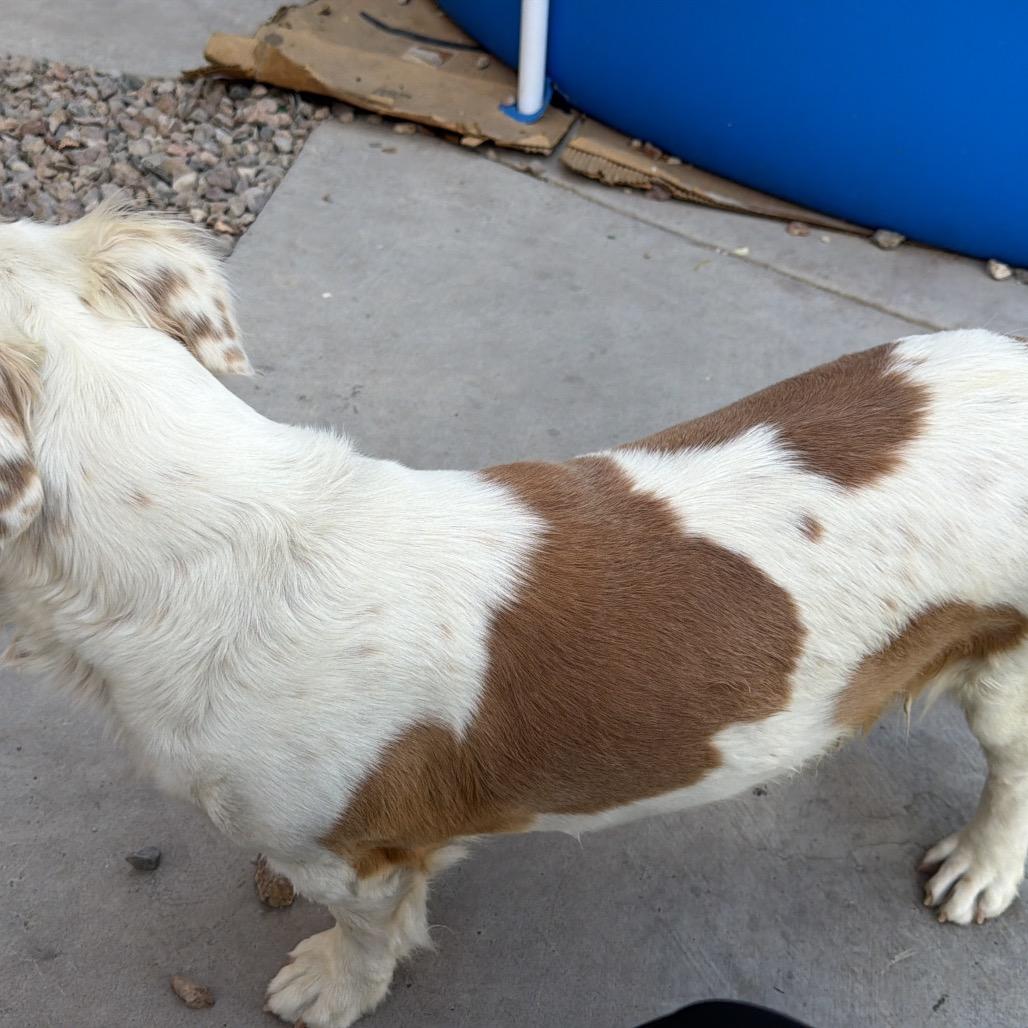 Enlarge Bella Urbina, a Adoptable Pit Bull Terrier in Las Vegas, NV image 2/5