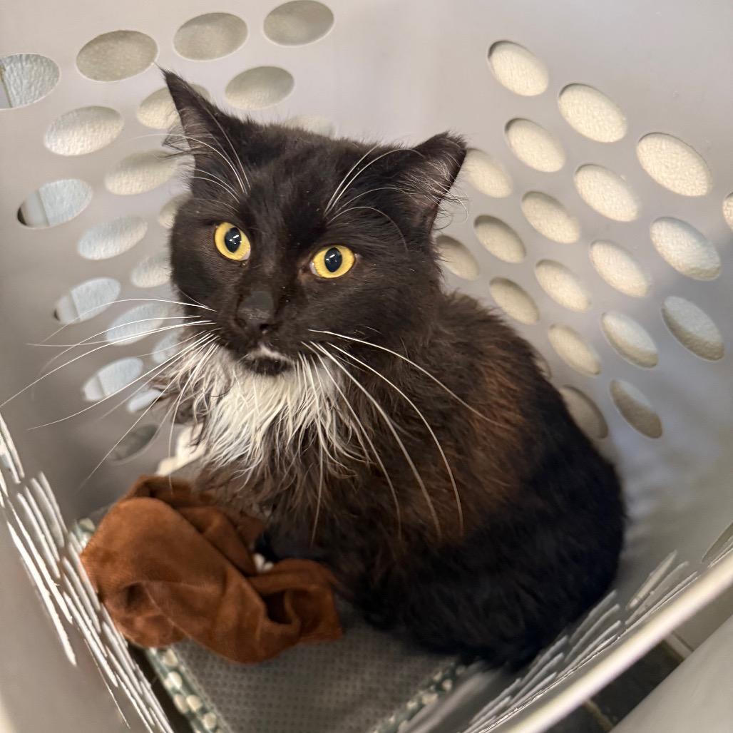 Enlarge Bellini, a Adoptable Domestic Long Hair in Garfield, AR image 1/1