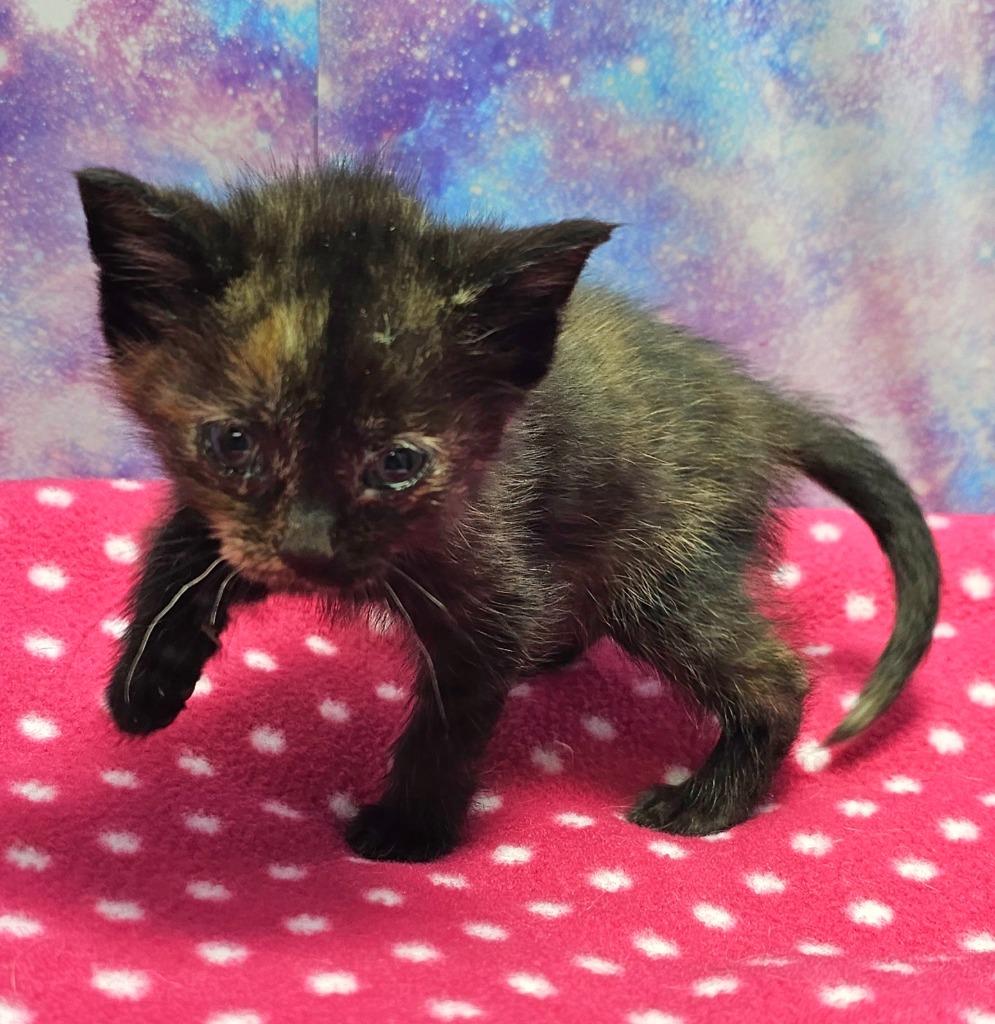 Skittles, Adoptable, Kitten Female Domestic Short Hair.