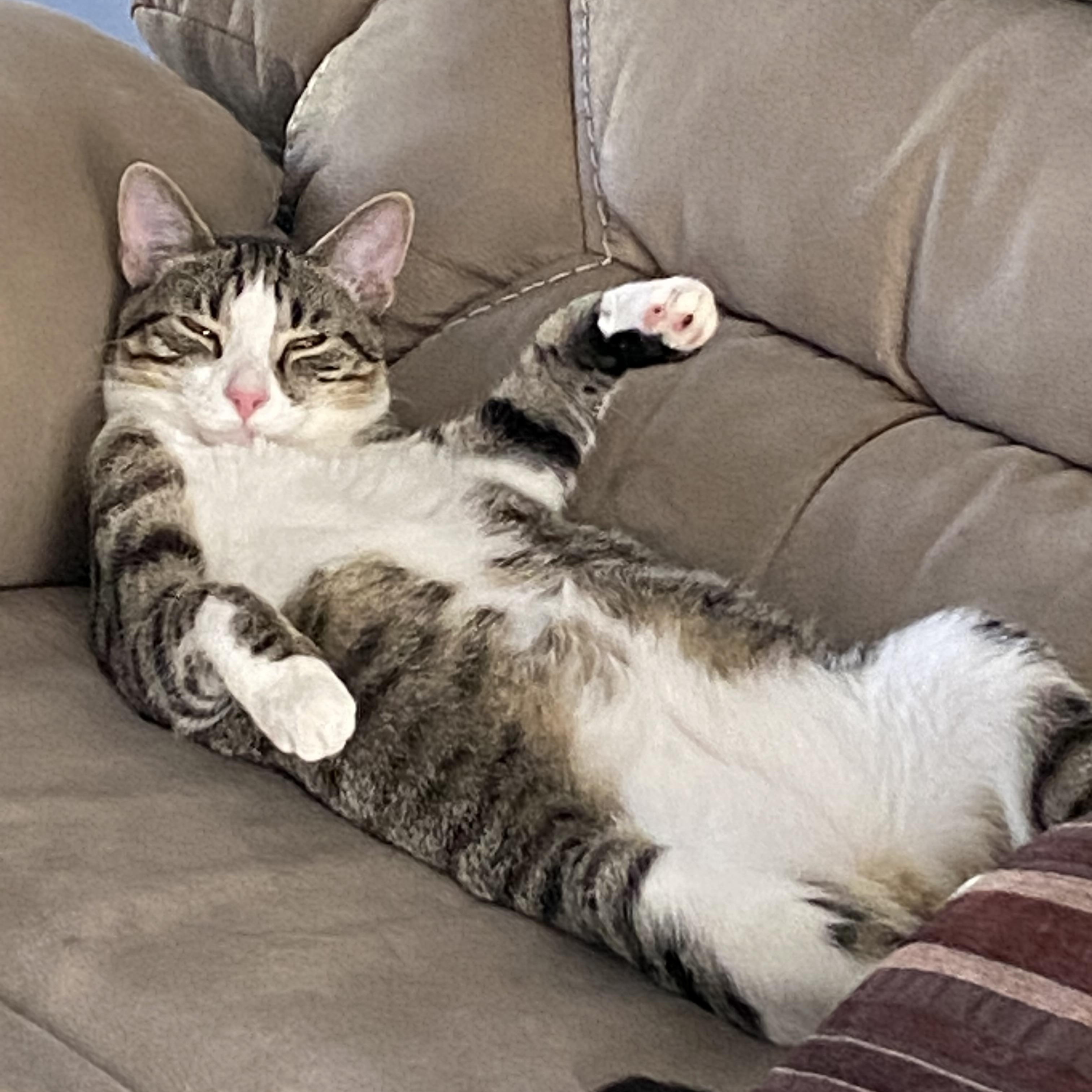 Enlarge Braxton, a Adoptable Domestic Short Hair in Morgantown, WV image 1/3