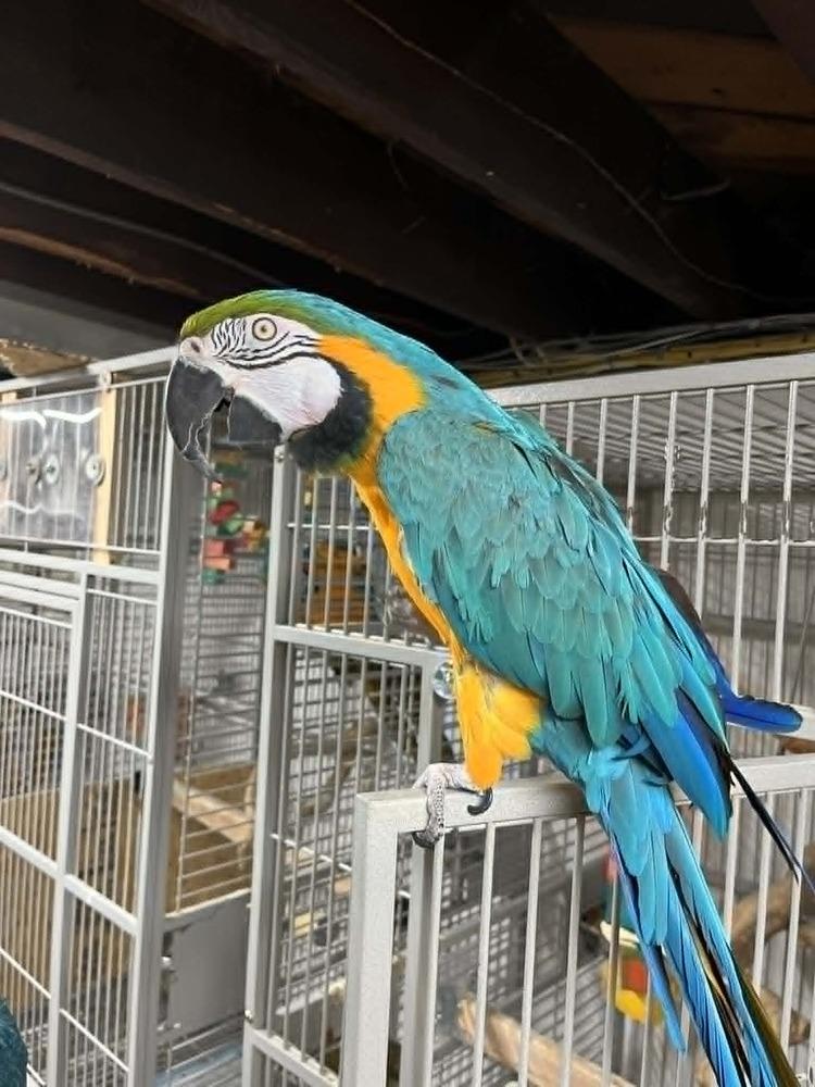 Zeke, Adopted, Young Male Macaw.
