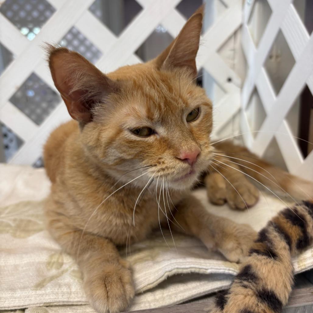 Clementine, Adoptable, Adult Female Domestic Short Hair.