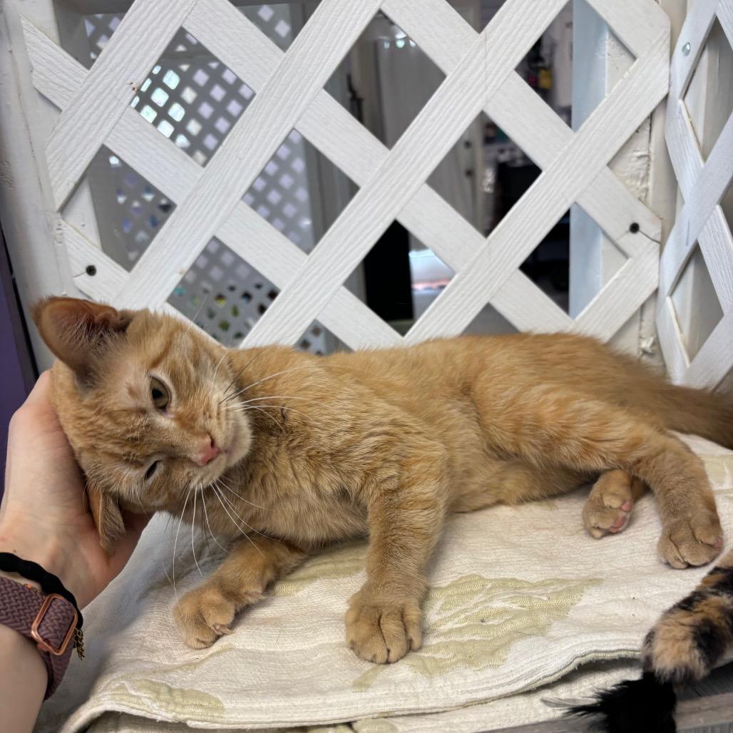 Clementine, a Adoptable Domestic Short Hair in Hopewell, VA image 2/5