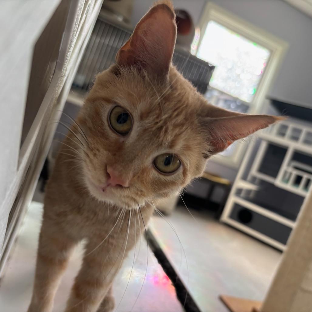 Clementine, a Adoptable Domestic Short Hair in Hopewell, VA image 3/5